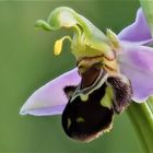 Bienen- Ragwurz (Ophrys apifera) 2