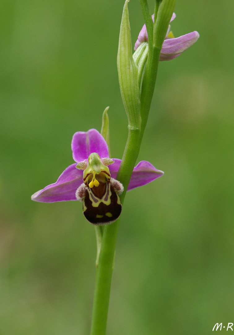 Bienen-Ragwurz (Ophrys apifera)