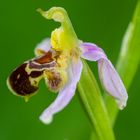 Bienen-Ragwurz (Ophrys apifera)