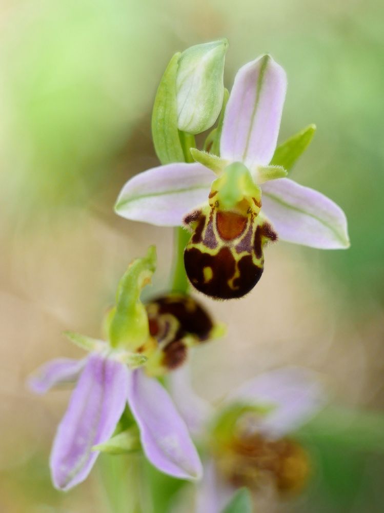 Bienen-Ragwurz (Ophrys apifera)