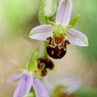 Bienen-Ragwurz (Ophrys apifera)