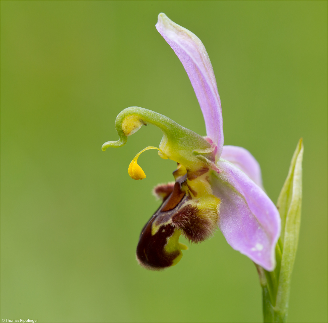 Bienen-Ragwurz (Ophrys apifera) .