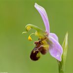 Bienen-Ragwurz (Ophrys apifera) .