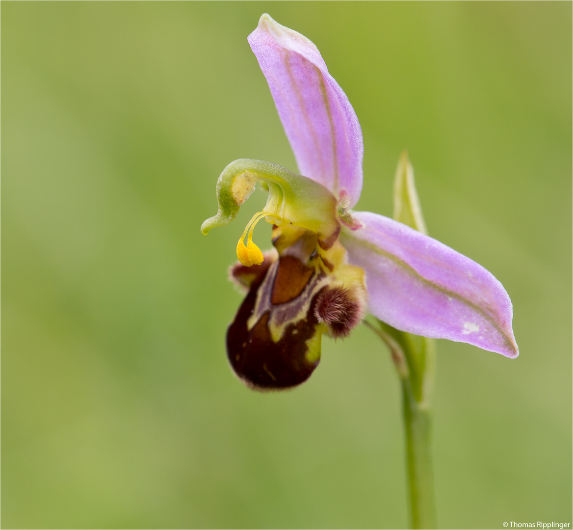 Bienen-Ragwurz (Ophrys apifera)