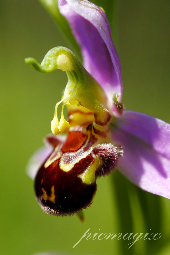 Bienen-Ragwurz (Ophrys apifera)