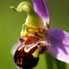 Bienen-Ragwurz (Ophrys apifera)