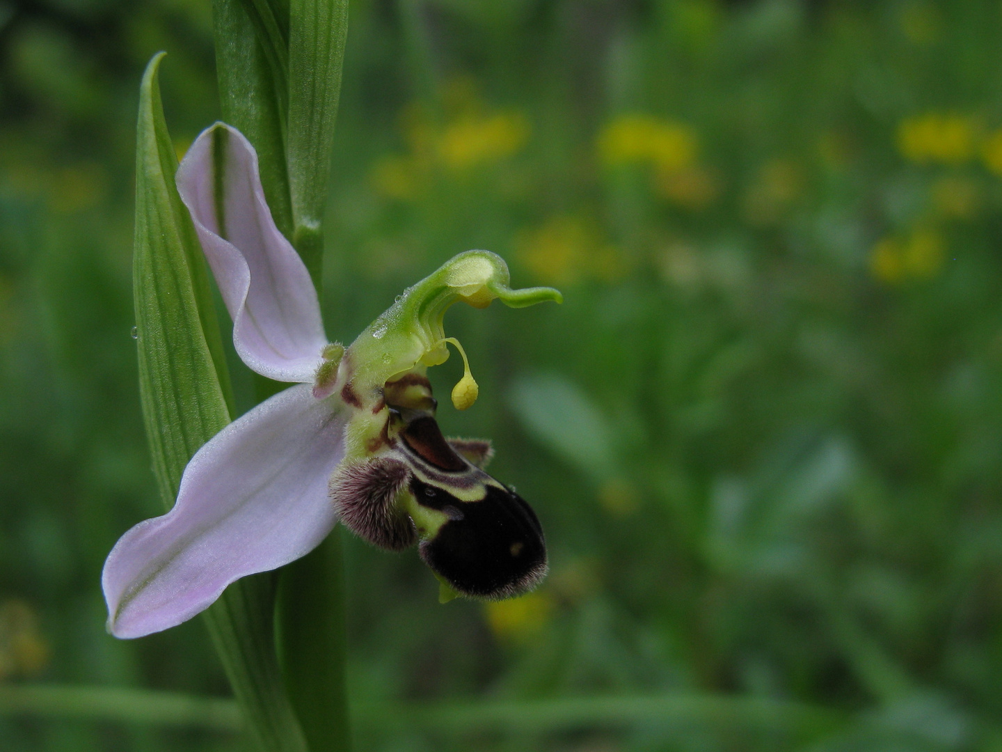 Bienen-Ragwurz (Ophrys apifera)