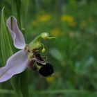 Bienen-Ragwurz (Ophrys apifera)