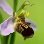 Bienen-Ragwurz (Ophrys apifera)