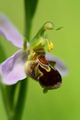 Bienen-Ragwurz (Ophrys apifera)