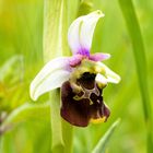 Bienen-Ragwurz (Ophrys apifera )