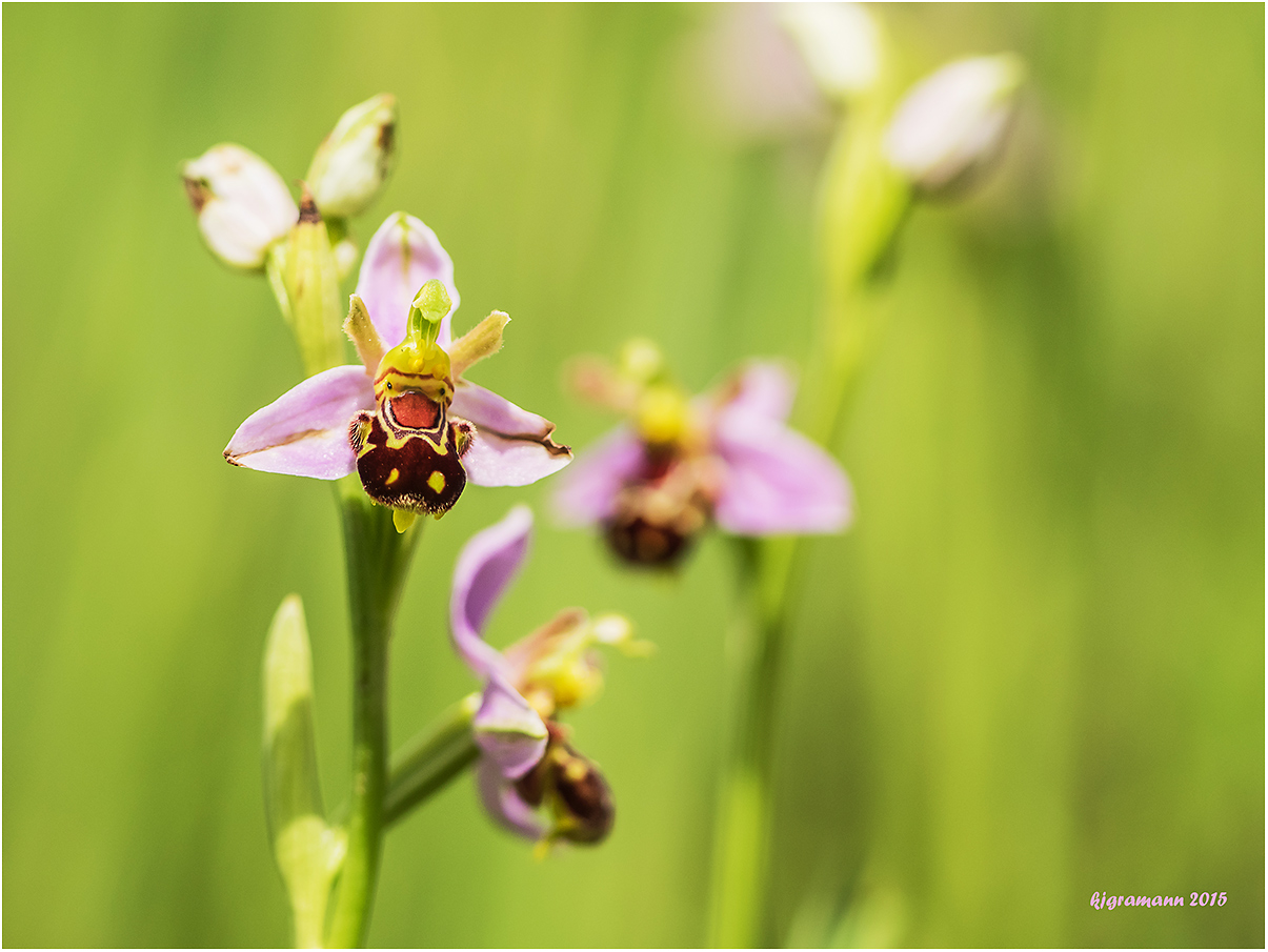 bienen-ragwurz (ophrys apifera)