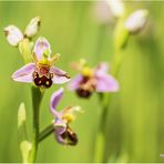 bienen-ragwurz (ophrys apifera)