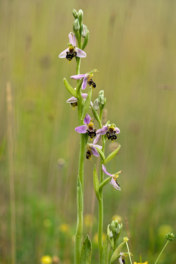 Bienen Ragwurz (Ophrys apifera )