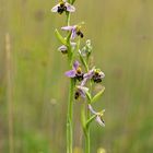 Bienen Ragwurz (Ophrys apifera )