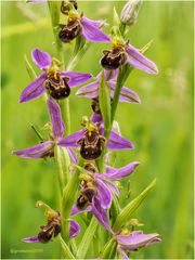 bienen-ragwurz (ophrys apifera)....