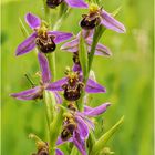 bienen-ragwurz (ophrys apifera)....