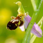 Bienen-Ragwurz (Ophrys apifera)