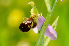 Bienen-Ragwurz (Ophrys apifera)