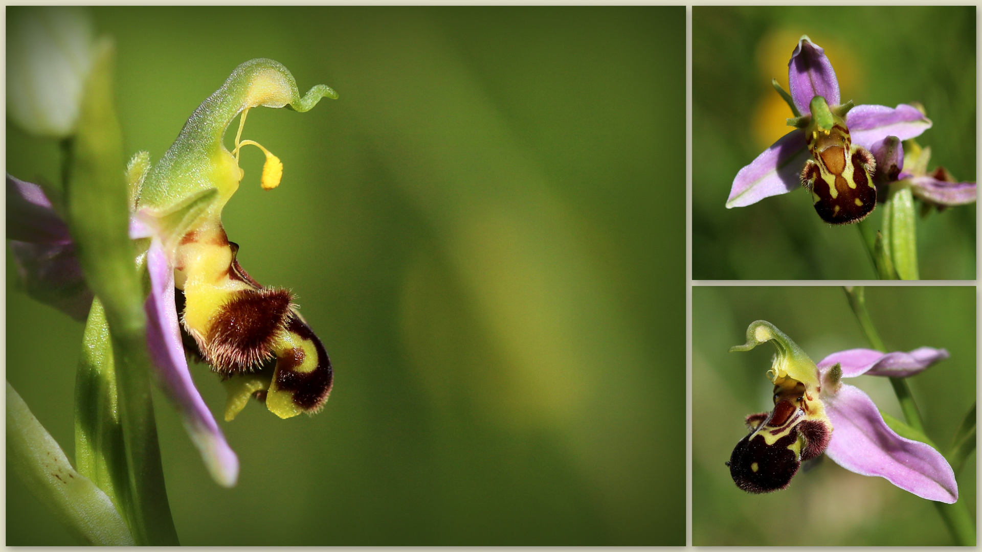 Bienen-Ragwurz (Ophrys apifera).