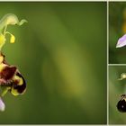 Bienen-Ragwurz (Ophrys apifera).