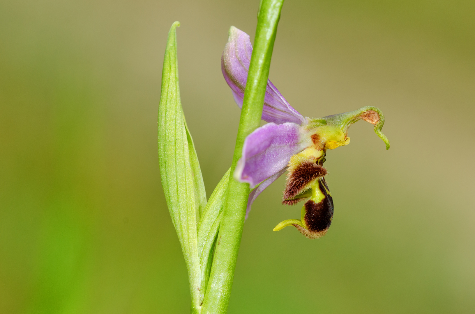 Bienen-Ragwurz (Ophrys apifera)