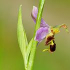 Bienen-Ragwurz (Ophrys apifera)