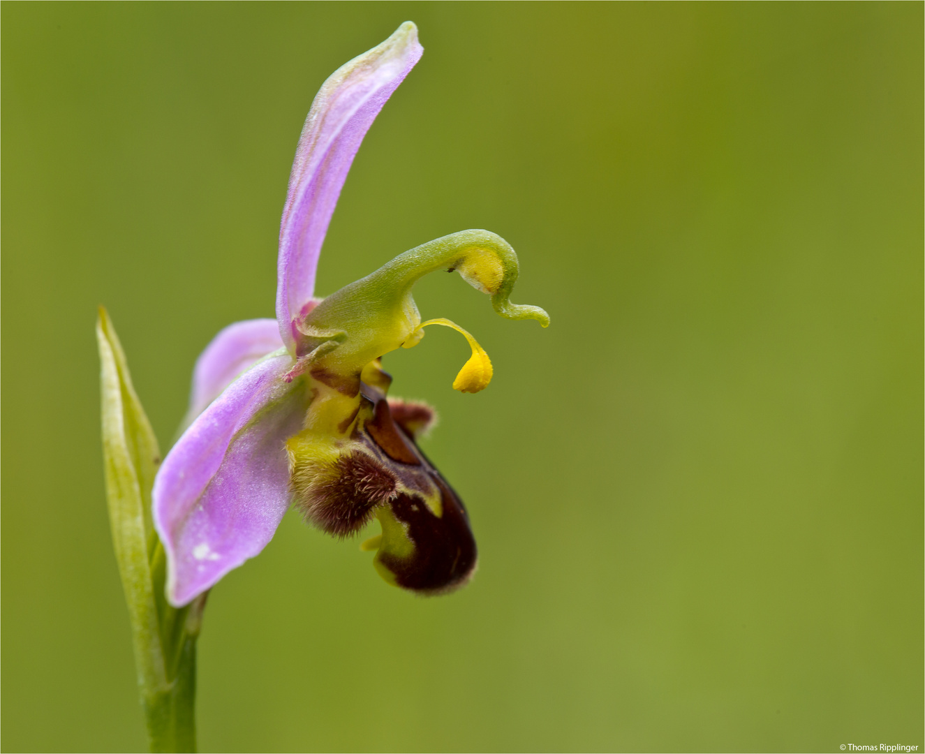 Bienen-Ragwurz (Ophrys apifera)