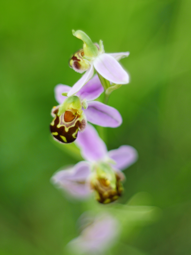 Bienen-Ragwurz (Ophrys apifera)