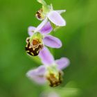 Bienen-Ragwurz (Ophrys apifera)