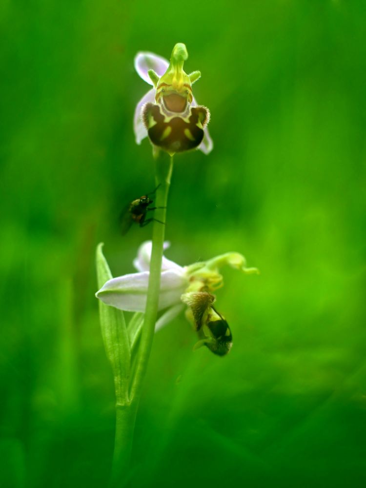 Bienen-Ragwurz (Ophrys apifera)