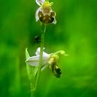 Bienen-Ragwurz (Ophrys apifera)