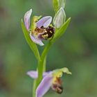 Bienen-Ragwurz (Ophrys apifera)