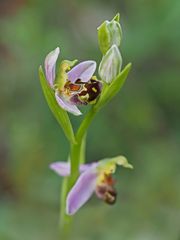 Bienen-Ragwurz (Ophrys apifera)