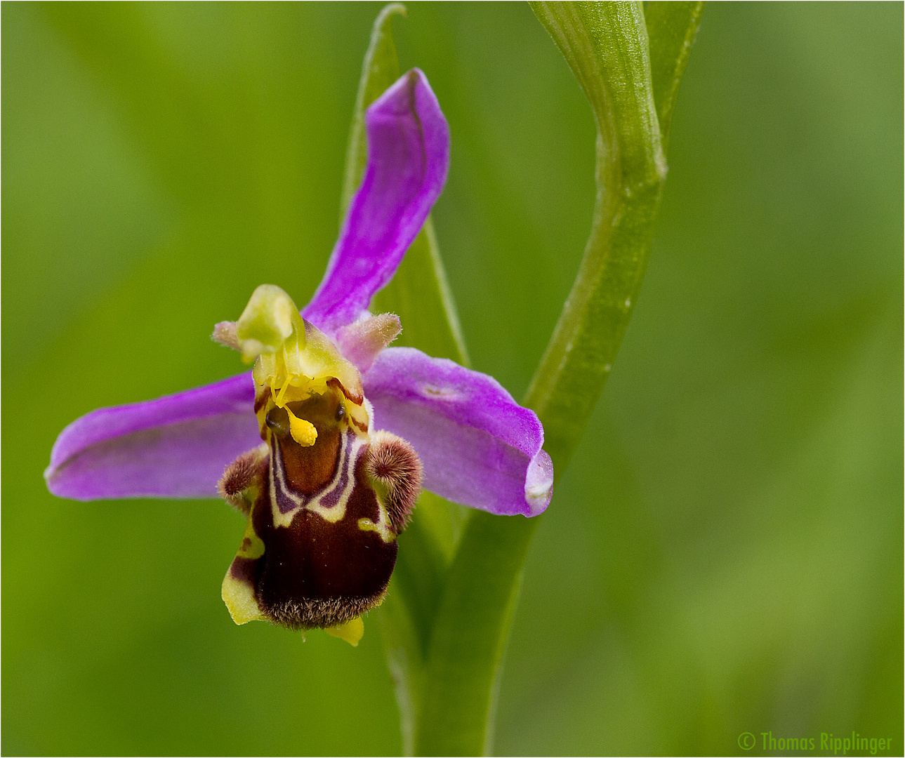 Bienen-Ragwurz (Ophrys apifera)