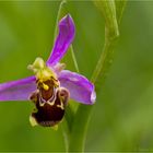 Bienen-Ragwurz (Ophrys apifera)