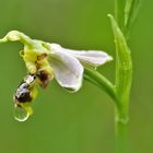 Bienen-Ragwurz (Ophrys apifera)