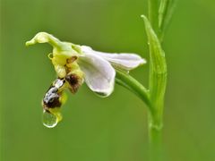 Bienen-Ragwurz (Ophrys apifera)