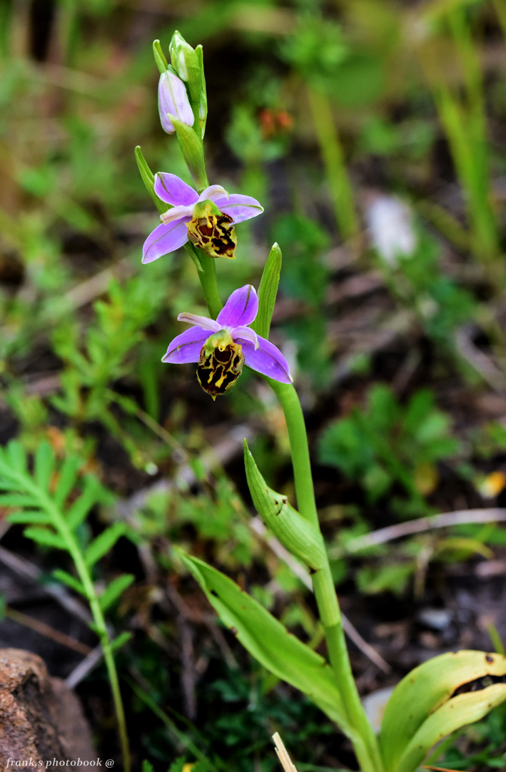 Bienen -Ragwurz .. (Ophrys apifera)