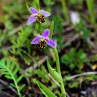 Bienen -Ragwurz .. (Ophrys apifera)