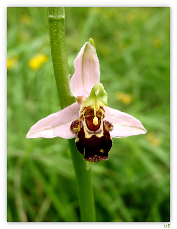 Bienen-Ragwurz (Ophrys apifera)..