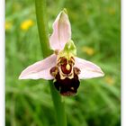 Bienen-Ragwurz (Ophrys apifera)..
