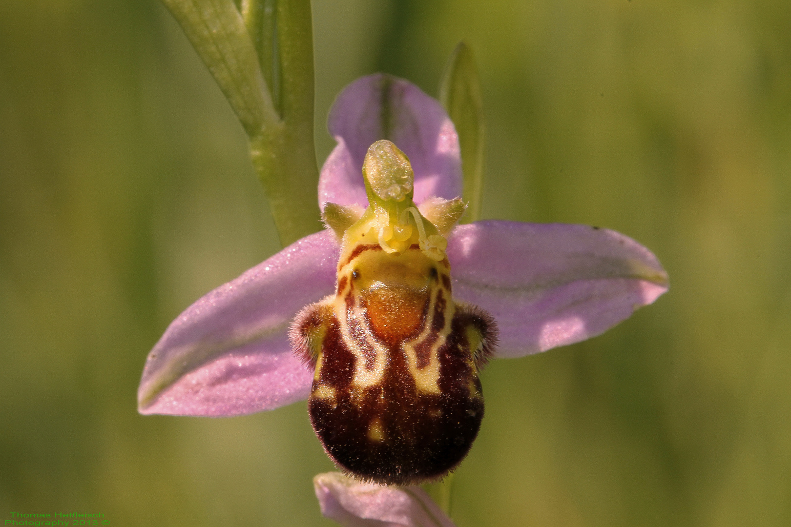 Bienen Ragwurz - Ophrys Apifera!!