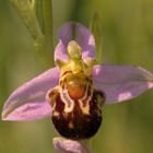 Bienen Ragwurz - Ophrys Apifera!!