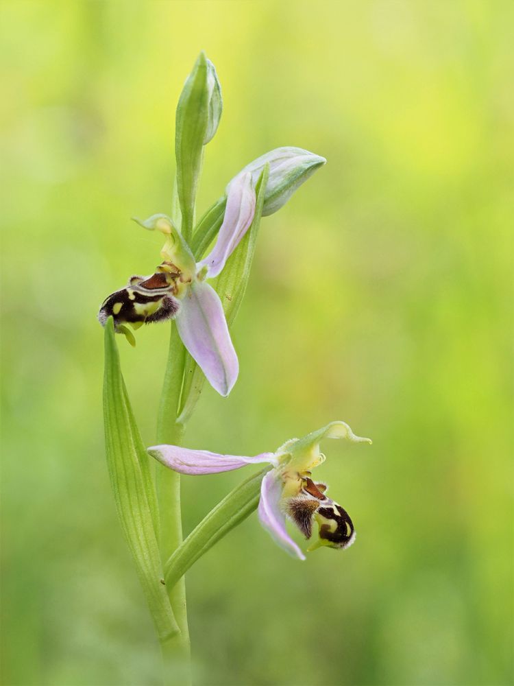 Bienen-Ragwurz (Ophrys apifera)