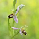 Bienen-Ragwurz (Ophrys apifera)