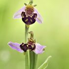 Bienen-Ragwurz (Ophrys apifera)