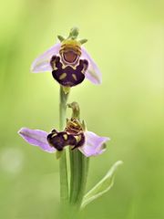 Bienen-Ragwurz (Ophrys apifera)