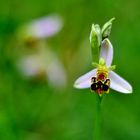 Bienen-Ragwurz (Ophrys apifera