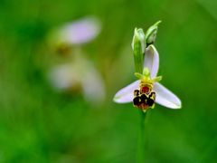 Bienen-Ragwurz (Ophrys apifera